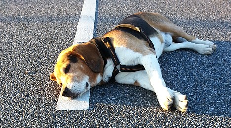 Da liegt ein Hund auf der Straße