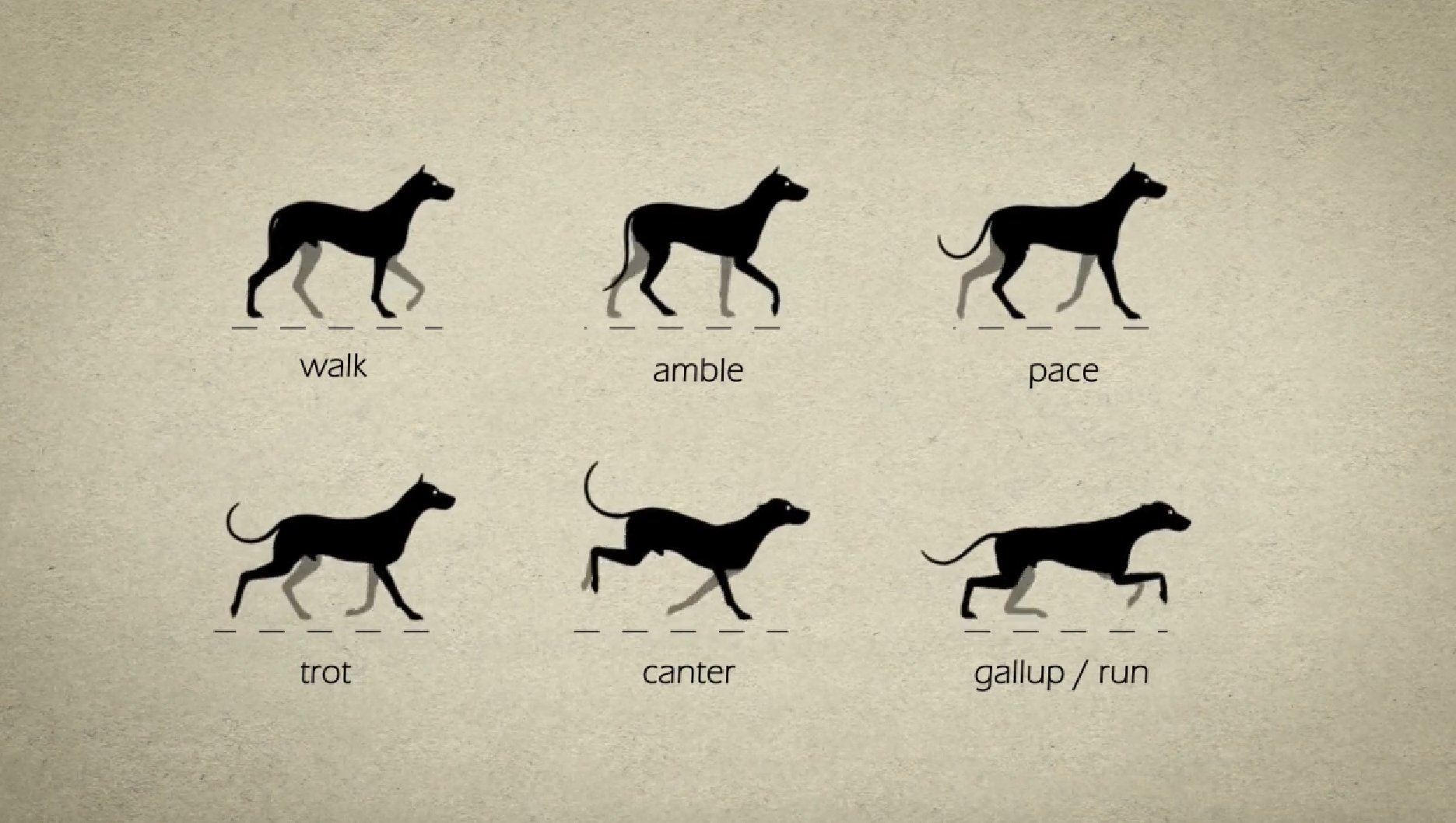 Video: Die Gangarten des Hundes – Hunde-Bar, das Hund Herrchen Weblog